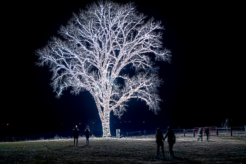 80,000 Christmas lights on one single tree in Hanlontown, Iowa. Iowa