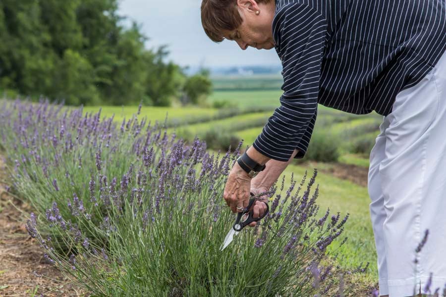 Dried Lavender Bunch | B&B Family Lavender Farm