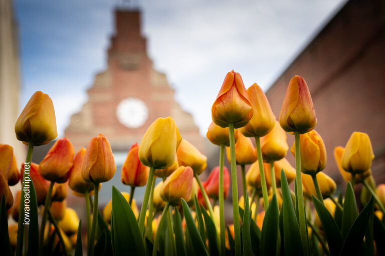 🌷 Tulip Time Festival in Pella, Iowa