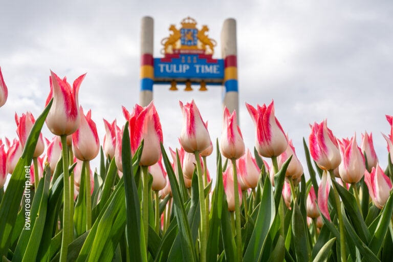 Tulip Update: How Pella’s Tulips Look After the Recent Storms