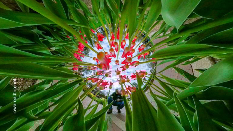 You’ve Never Seen Pella’s Tulips Like This Before