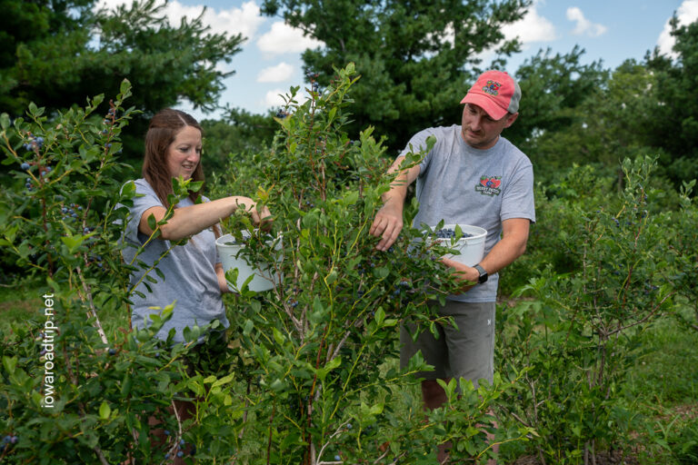 Iowa’s Best U-Pick Farms: Strawberries, Flowers, Lavender, Blueberries & More