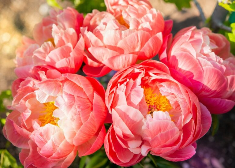3 Iowa Peony Farms Worth the Drive