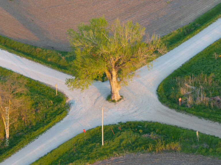 Tree in the Middle of the Road: How to Find Iowa’s Famous Roadside Cottonwood