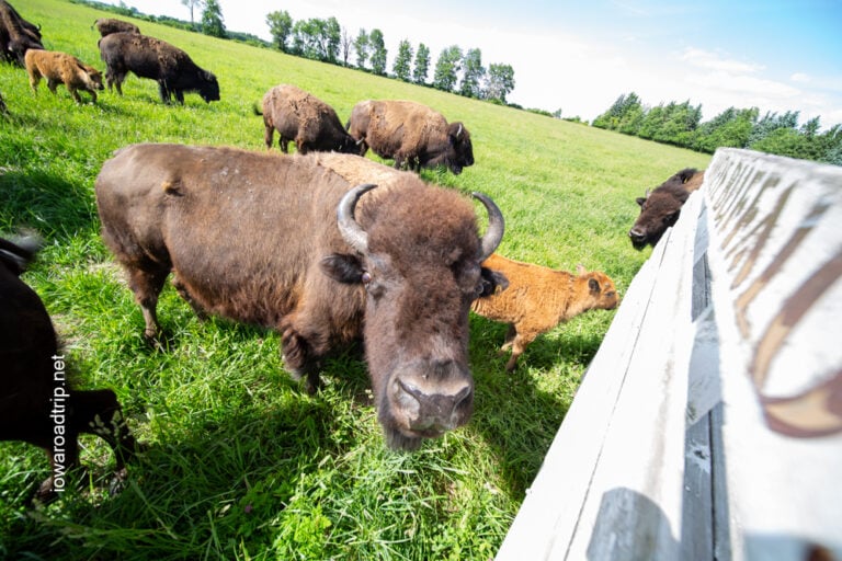 Ride Into the Bison Herd at Hawkeye Buffalo & Cattle Ranch