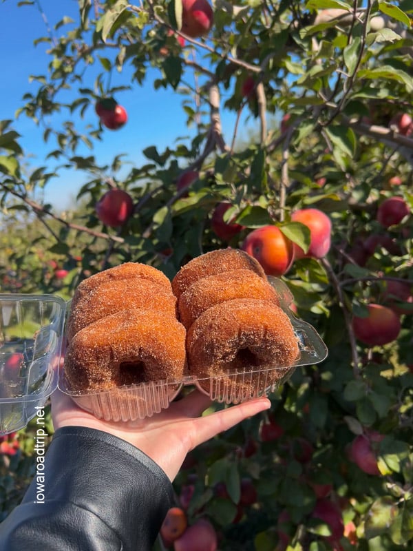 The Best Apple Cider Donuts in Iowa, According to Iowa Road Trip Followers