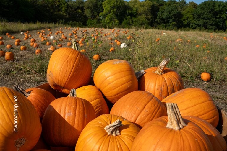The Best Pumpkin Patches in Iowa, According to Iowa Road Trip Followers