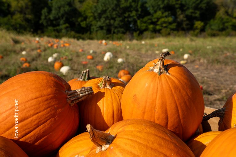 Three Iowa Road Trips for the 2026 Choose Iowa Fall Crawl