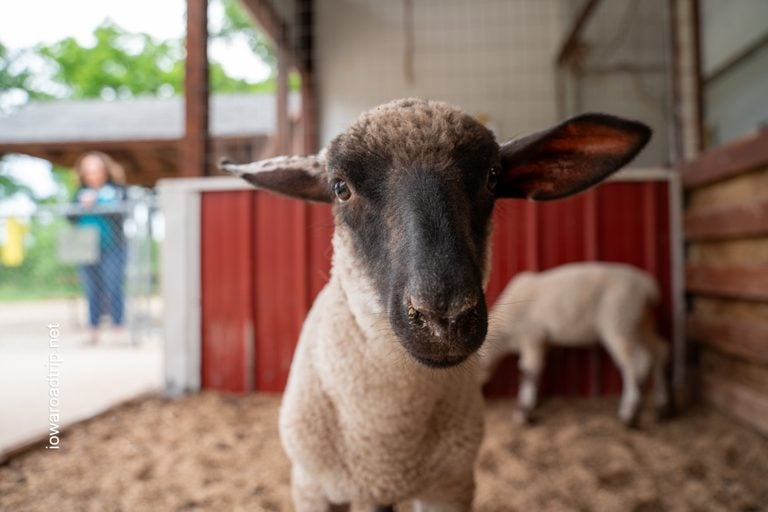 Animals, Outdoor Play and Iowa Farm History at Gilbertson Nature Center