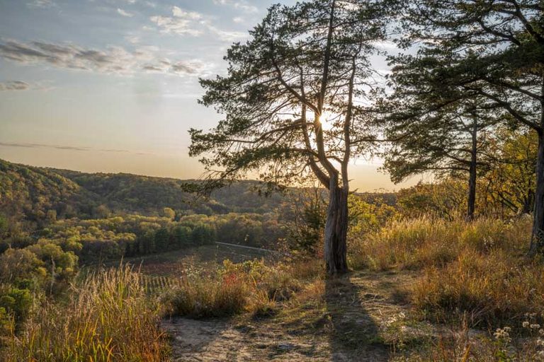 Yellow River State Forest: A First-Timer’s Guide to Iowa’s Wildest Forest