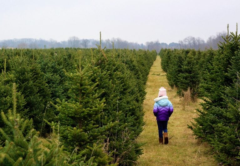 Iowa’s Best Christmas Tree Farms